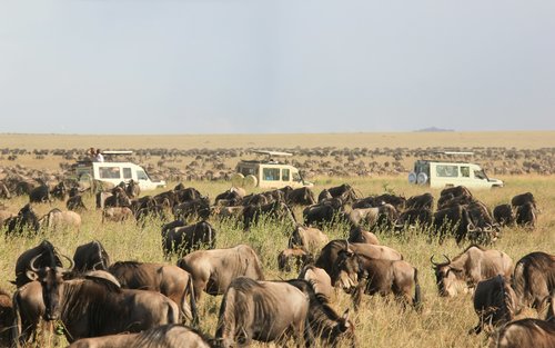 Masai Mara Travel & Lake Nakuru National Park Multi-day Safari & Small Group Tour