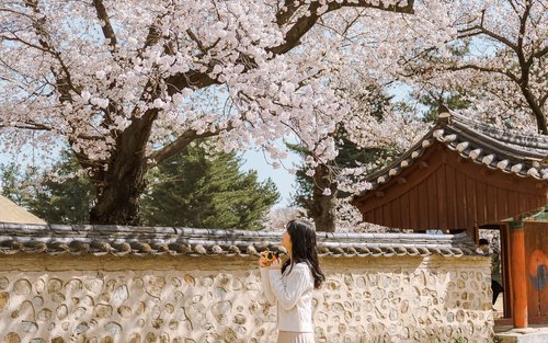 Excursão de um dia para Gyeongju para ver as cerejeiras em flor, saindo de Busan