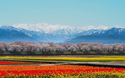 Spring Quartet & Matsukawa SAKURA in Toyama Day Tour from Kanazawa