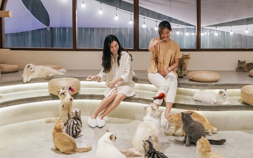 HOME by Tales Of Paws Ticket (Cat Cafe) in Johor Bahru