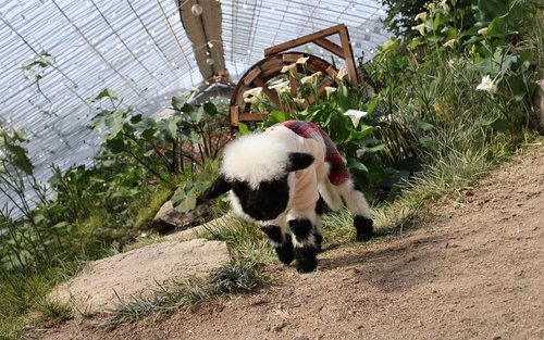 My Animal Story & LEGOLAND Korea Interactive Day Tour