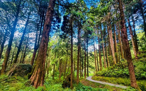 经典台湾五日深度之旅 - 九份 & 故宫博物院 & 日月潭 & 阿里山 & 台北101