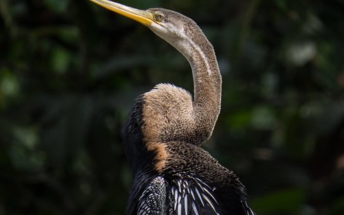 Sandakan: 2-tägige Wildtier-Entdeckung am Kinabatangan-Fluss