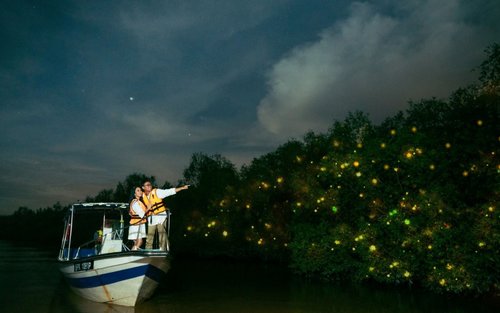 Fireflies Tours: Blue Luminescent & Seafood Dinner in Kuala Selangor