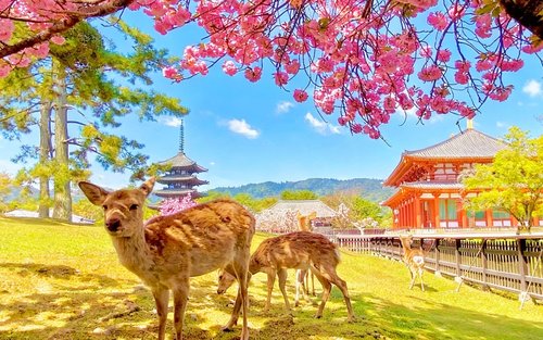 Nara & Uji Day Trip: Nara Park & Todai-ji Temple & Uji & Genji no Yu Onsen | Depart from Osaka