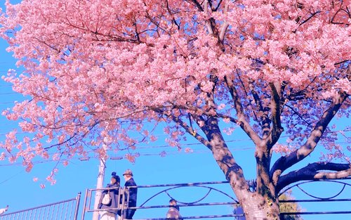 Top 10 Izu Day trips 2026 - Klook United States