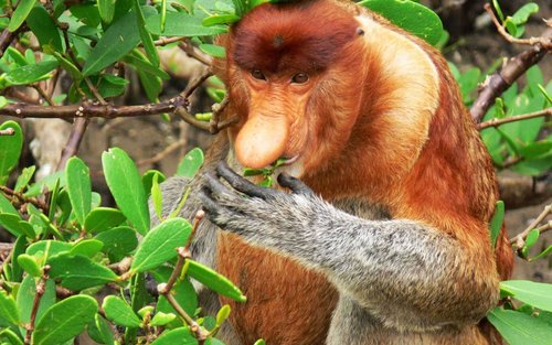 2D1N Sarawak Bako National Park Tour met Night Safari Walk