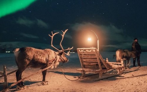 Reindeer Sledding & Dinner With Northern Lights In Tromso