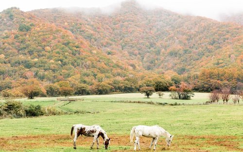 Okayama Hiruzen Highlands Full-Day Bus Tour