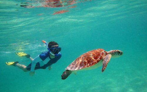 Muscat: Snorkeling with Turtles at Daymaniyat Islands Nature Reserve