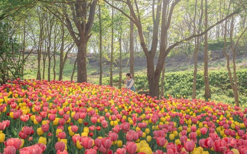 Asan Flower Festival & 500-Year-Old Oeam Folk Village Day tour