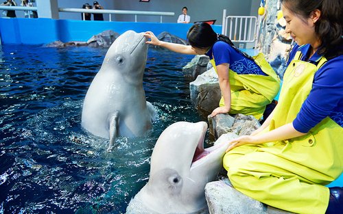 Aqua Planet Ticket in Yeosu