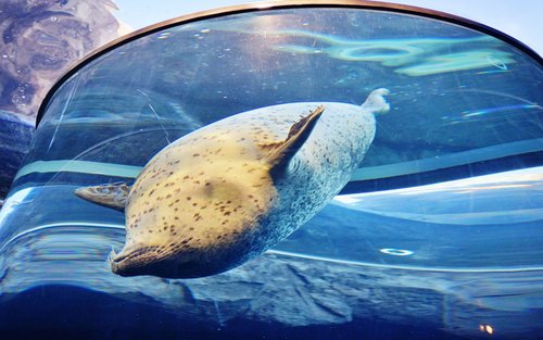 Zoo d'Asahiyama i Furano i Biei i Parc de neu de Bibai (sortida des de Sapporo)