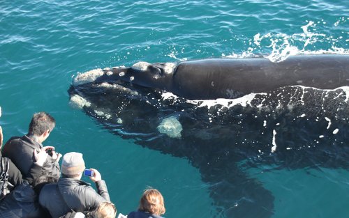 Valaidenbongauskokemus Dunsborough'ssa 
