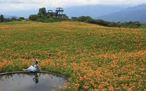 花蓮六十石山金针花海一日游