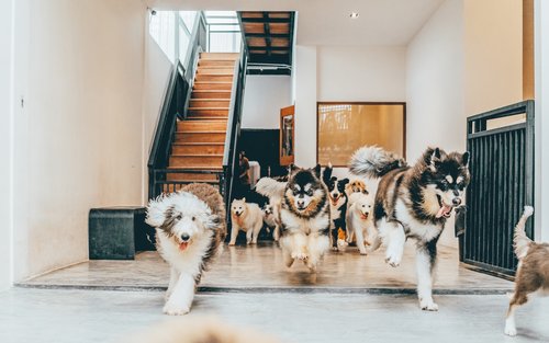 HOME by Tales Of Paws Ticket (Dog Cafe) in Johor Bahru
