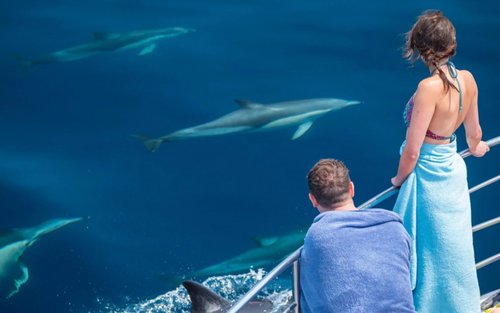 Tauranga Marine Wildlife Cruise Experience