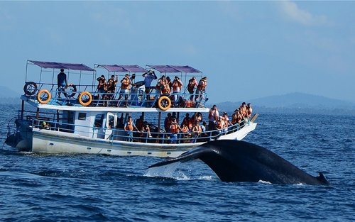 Whale and Dolphin Watching in Mirissa