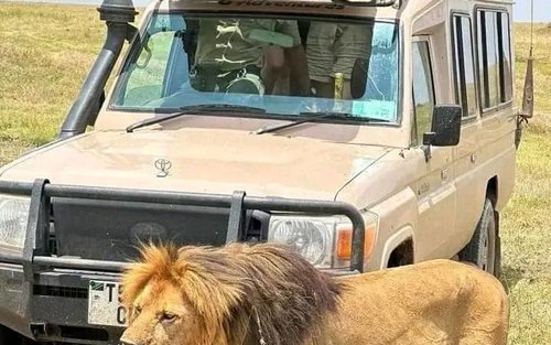 Safari privat de 4 dies a la Reserva Nacional Maasai Mara