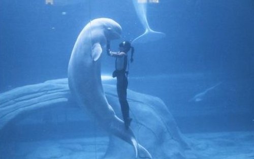 Biglietto per l'Hangzhou Changqiao Polar Ocean Park (Per titolari di carta d'identità della Cina continentale) 