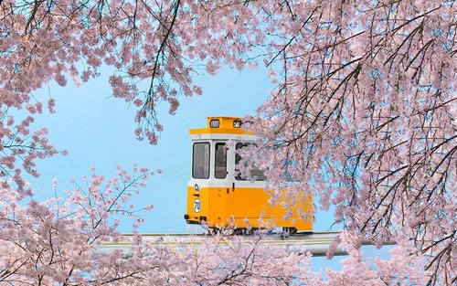 해운대 스카이캡슐 & 벚꽃 추격 당일 투어