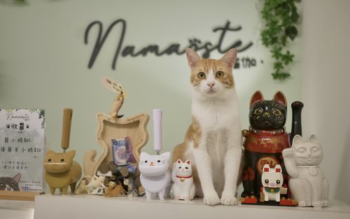 Namaoste Cat Yoga. Kočka kavárna Kwun Tong, Hong Kong. Sdílený prostor pro kočky.