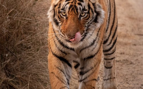 Khajuraho & Panna National Park Half-day Safari & Wildlife Tour