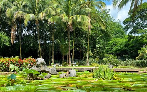 ทัวร์หนึ่งวันที่สวนพฤกษศาสตร์สิรินธรและสวนไทลื้อของสถาบันวิทยาศาสตร์จีนในสิบสองปันนา ยูนนาน