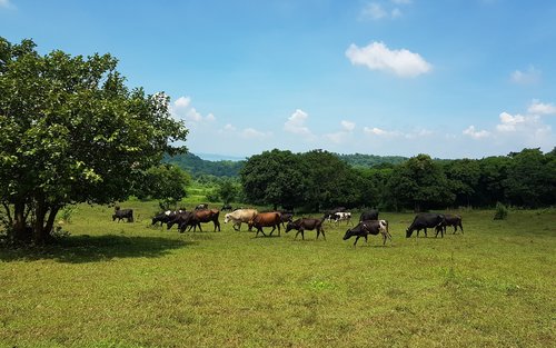 Lawatan Moolk Farm di Rizal
