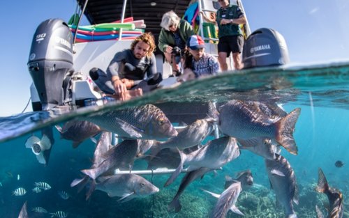 Coral Viewing and Snorkeling Tour in Coral Bay