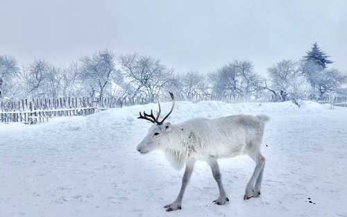 5-Day Tour Tracing the Northeast Yanji Changbai