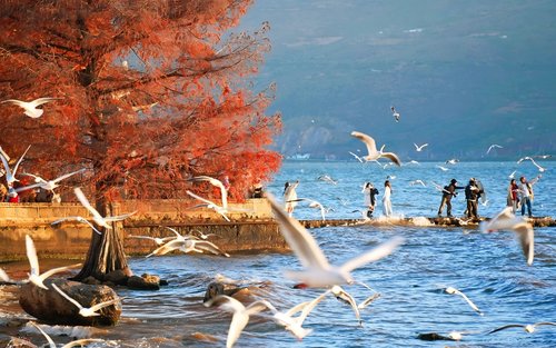 8-Day Tour of Yunnan Kunming, Dali, Lijiang & Shangri-La