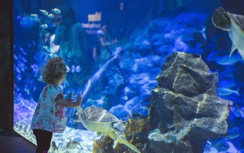 오클랜드 씨라이프 켈리 탈튼 아쿠아리움 입장권