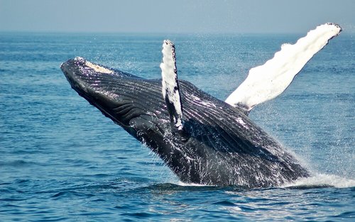Experiencia de avistamiento de ballenas desde Perth