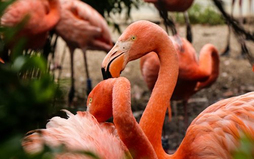 Flamingo Gardens Ticket in Florida