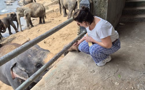 Colombo Pinnawala Elephant Orphanage & Kandy Temple Full-Day Tour