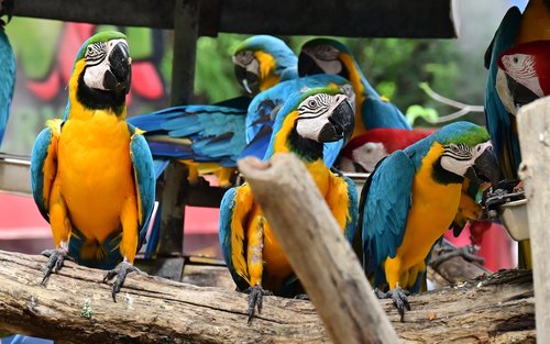 Soukromý celodenní výlet do Bangkok Safari World s Jodd Fairs (Ratchada)