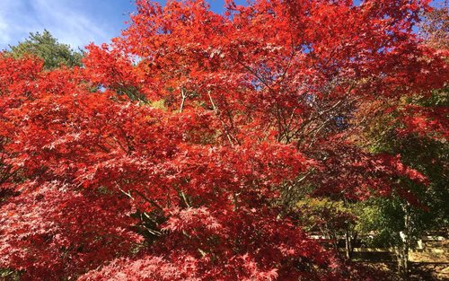南投｜奥万大＆武界部落一日游