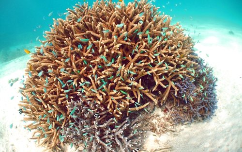 Siz külot orqali mushukni korishingiz mumkin