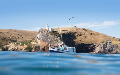 Wildlife Cruise of Dunedin's Otago Peninsula