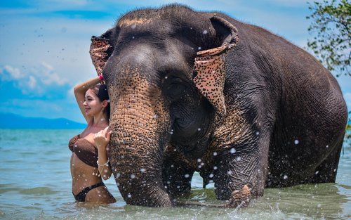 Elephant Experience on Phuket Beach by Lily Elephant Camp