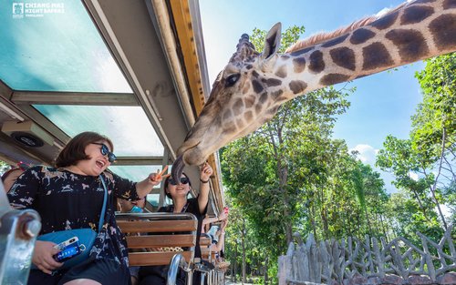 清邁夜間動物園門票