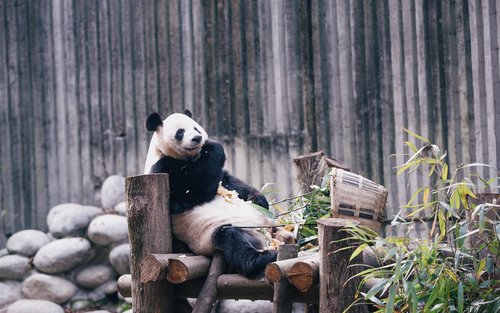 Private & Exclusive One Day Tour to Chengdu Panda Base + Du Fu Thatched Cottage