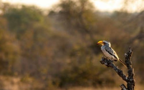 Blue Canyon Private Game Reserve Sunrise Safari with Bush Braai