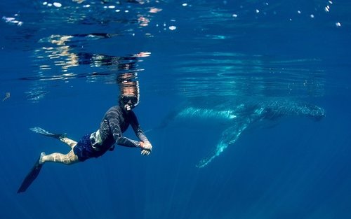 Swim with Humpback Whales at Ningaloo Reef