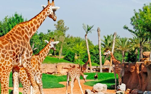 巴伦西亚生物园免排队门票