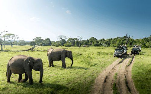 Private Tour from Weligama to Ella with Udawalawe Safari