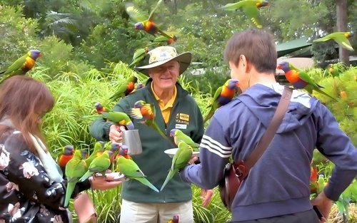 Gold Coast Currumbin Wildlife Sanctuary & Point Danger Day Tour