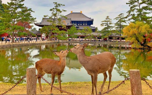 Nara Day Tour: Todai-ji, Kasuga Taisha & Sacred Deer Walk
