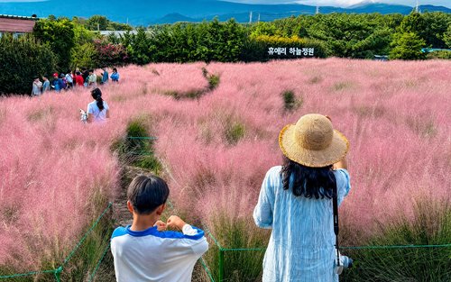 Lawatan Sehari Bermusim Jeju–Pink Muhly & Tapak UNESCO (Timur/Barat Daya/Barat)